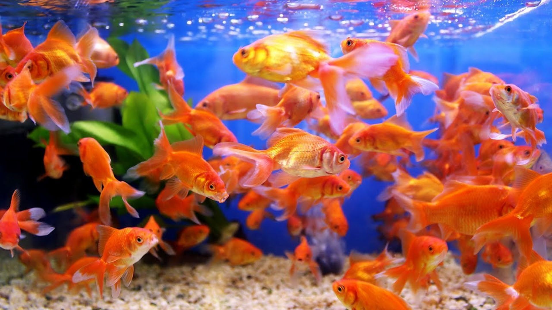 550+ Cute And Catchy Pet Fish Names With Name Generator - Names Twist