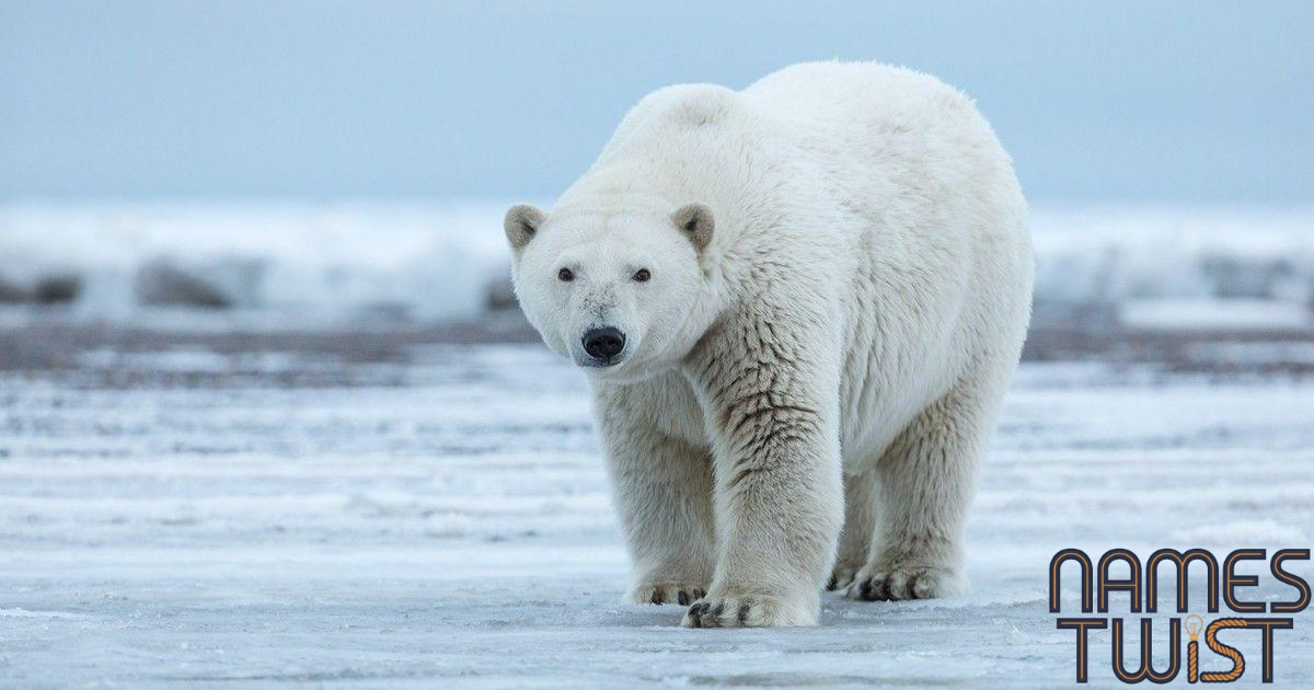 Polar Bear Names