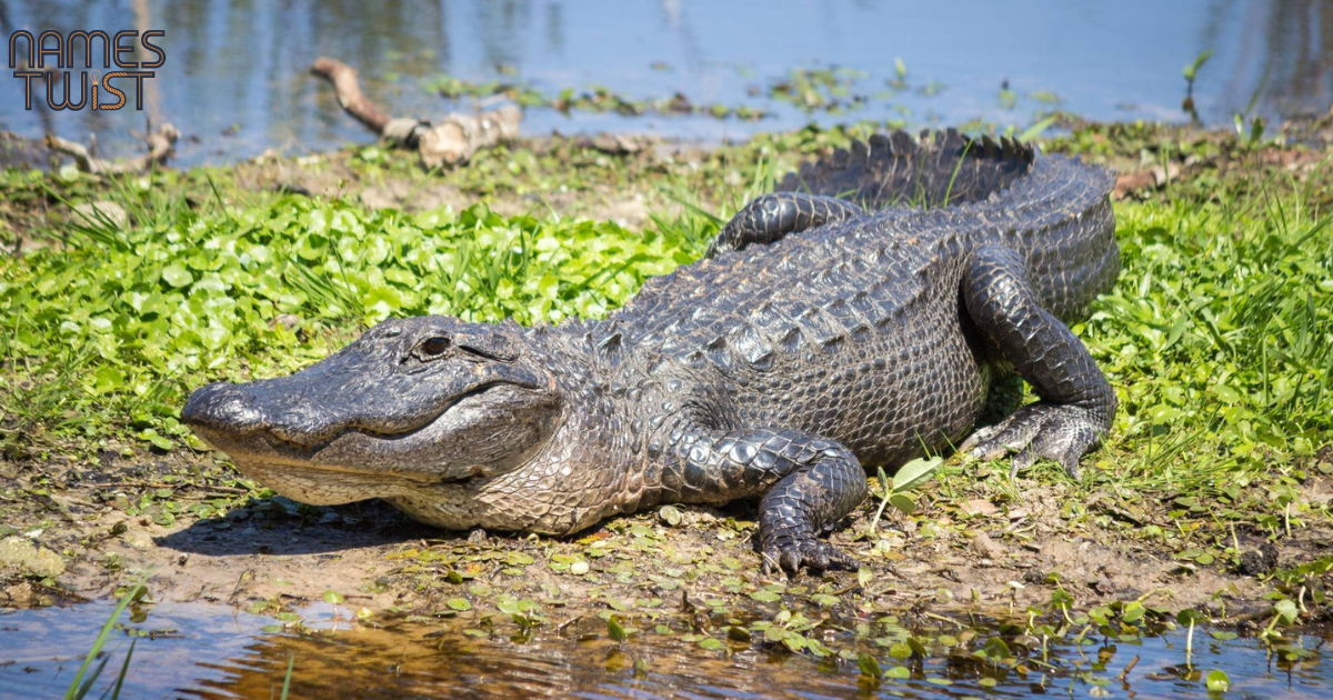 Alligator Names