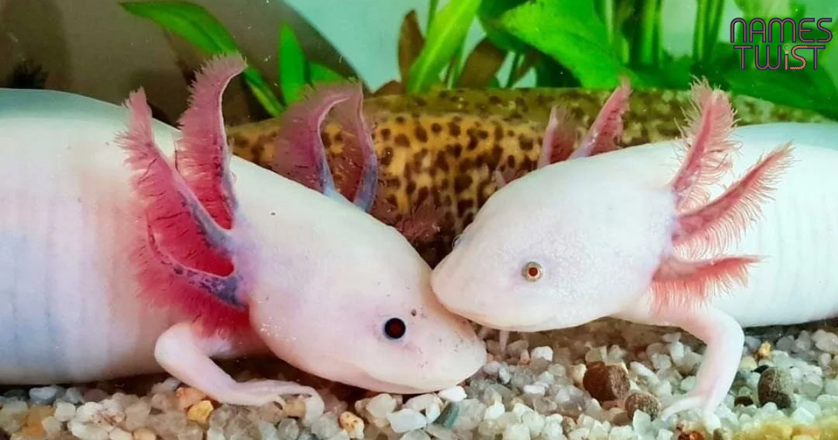 Axolotl Names