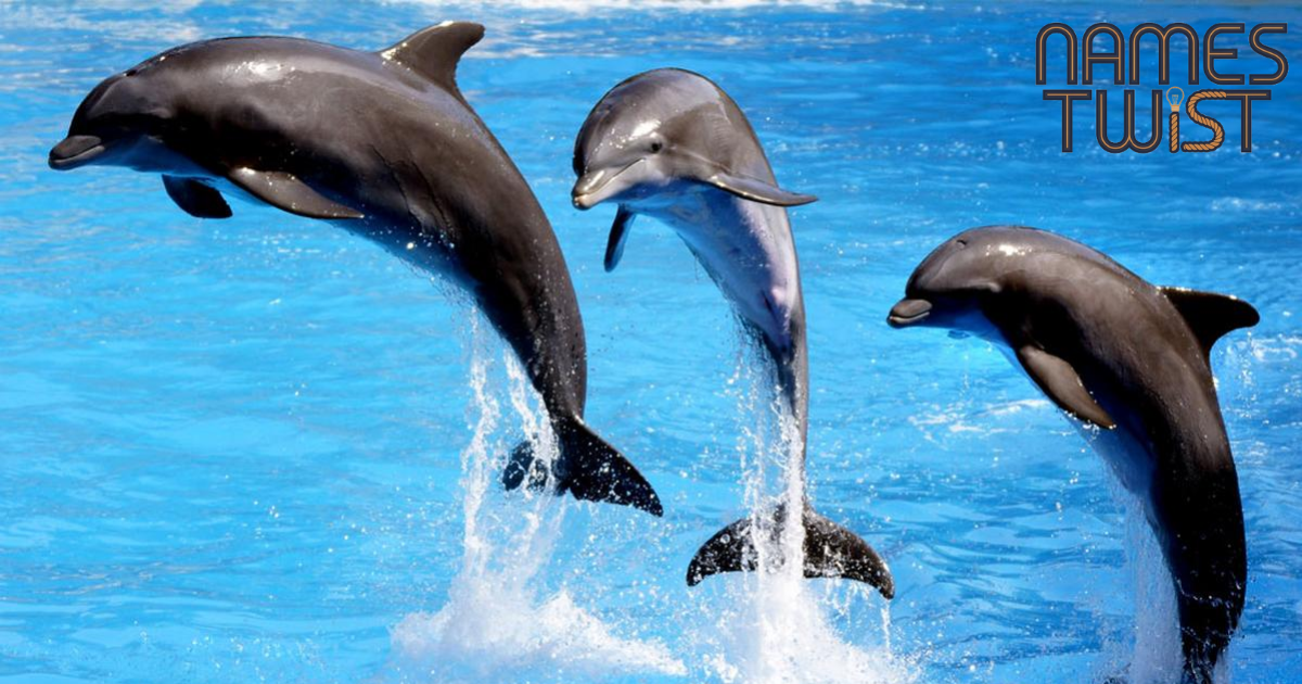 Dolphin Names