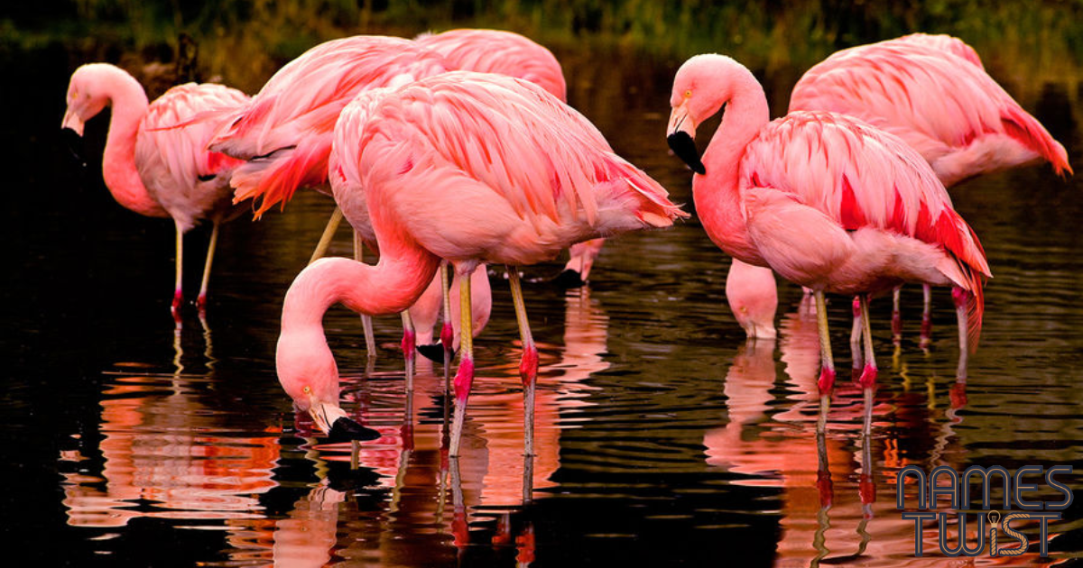 Flamingo Names