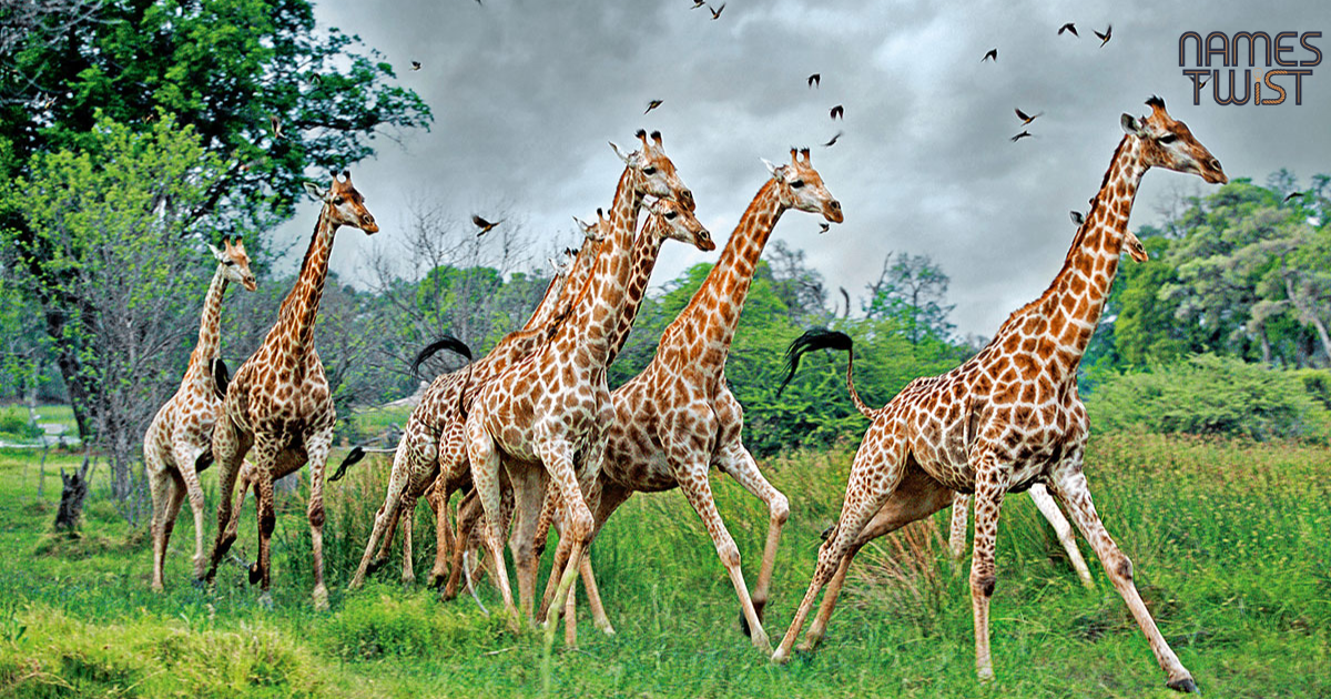 Giraffe Names