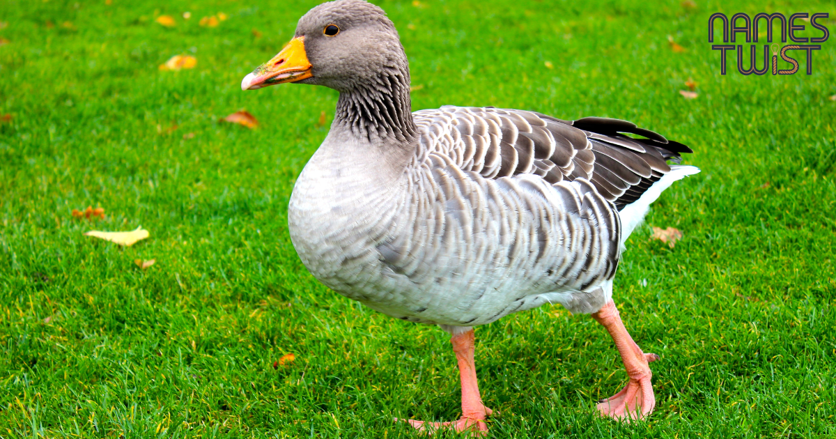 Goose Names