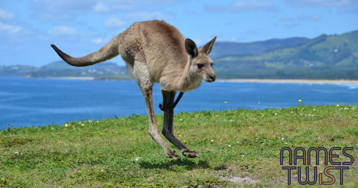 Kangaroo Names