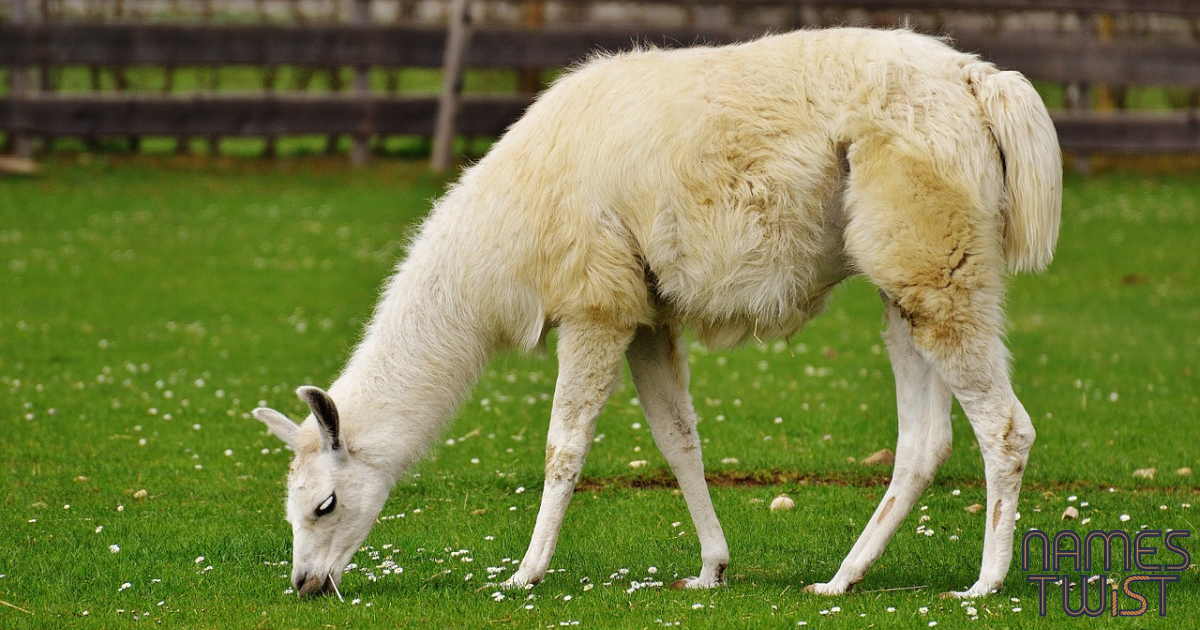 Llama Names