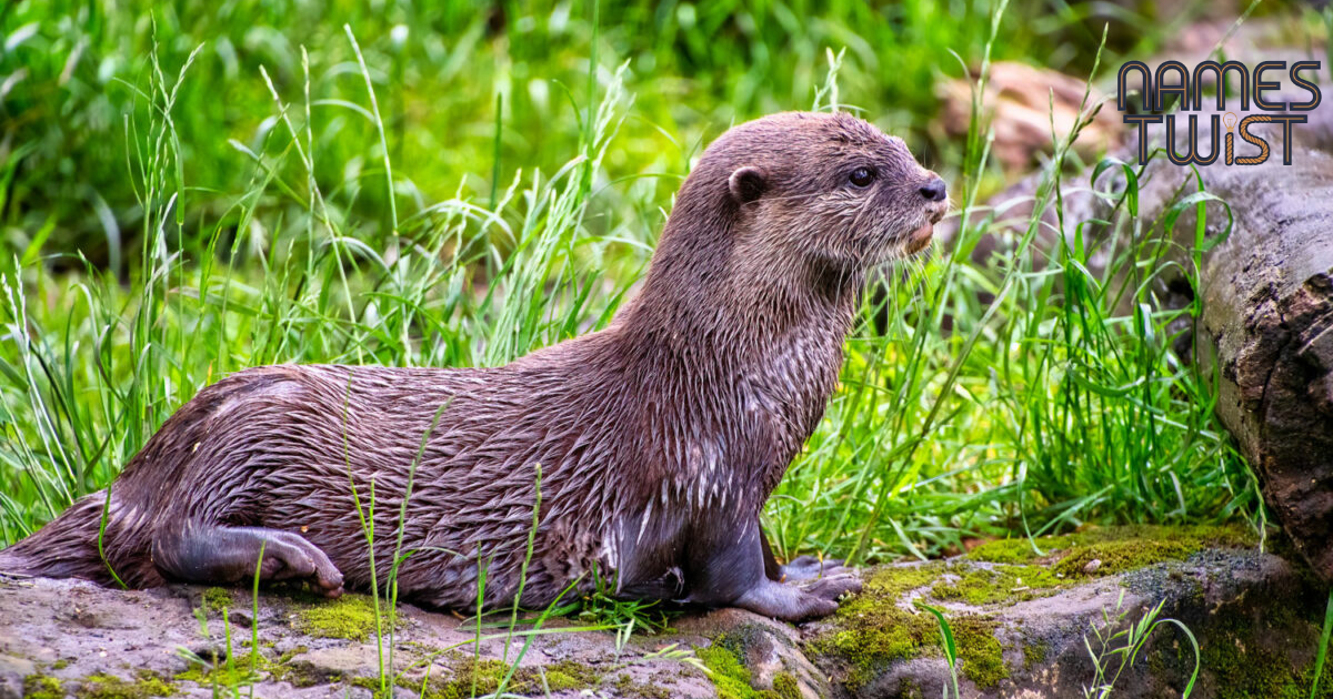 Otter Names