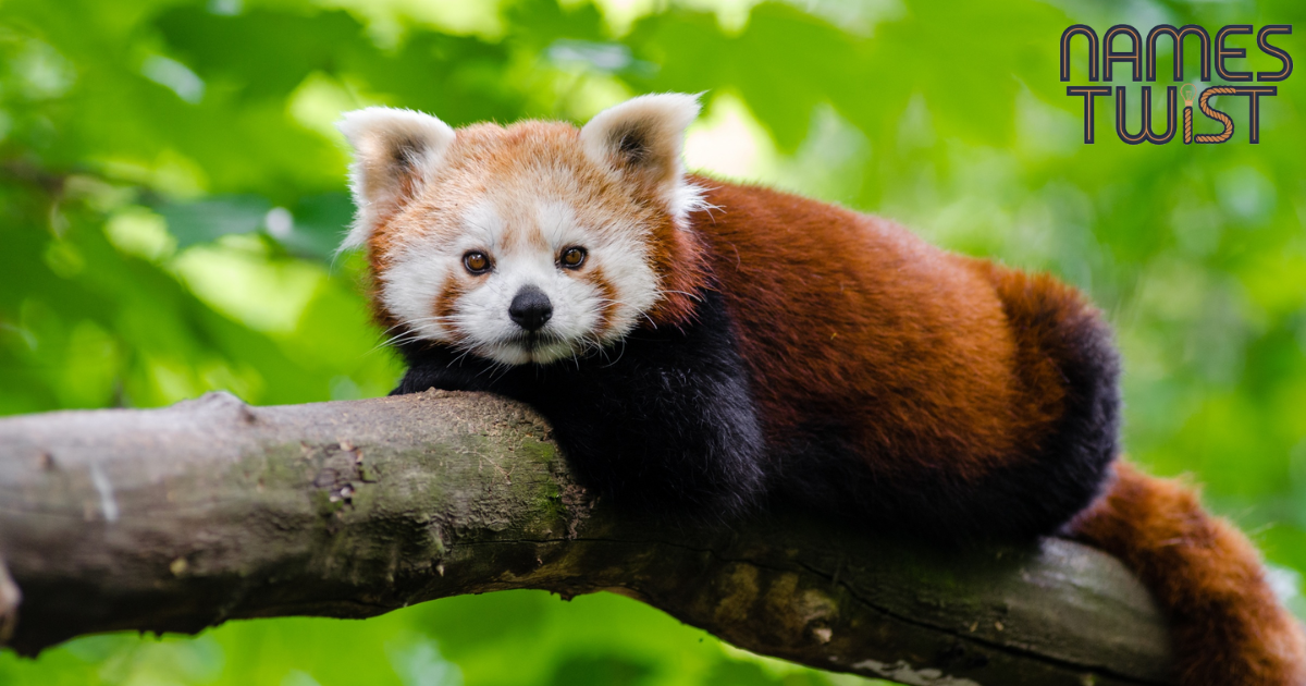 Red Panda Names