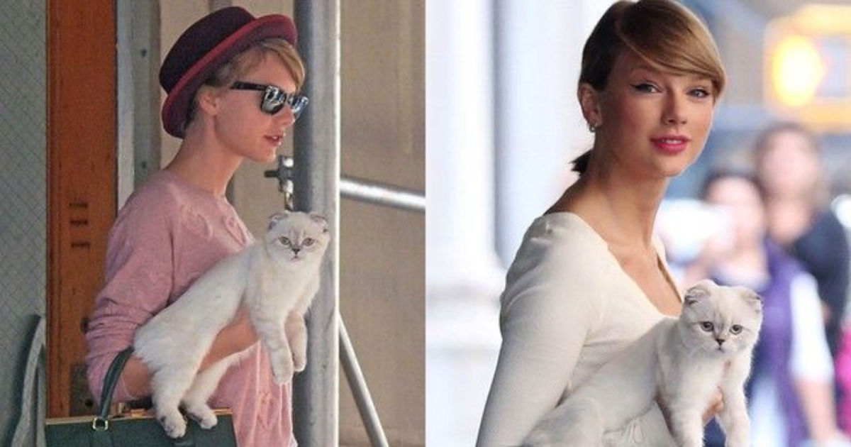 Taylor Swift Cat Names