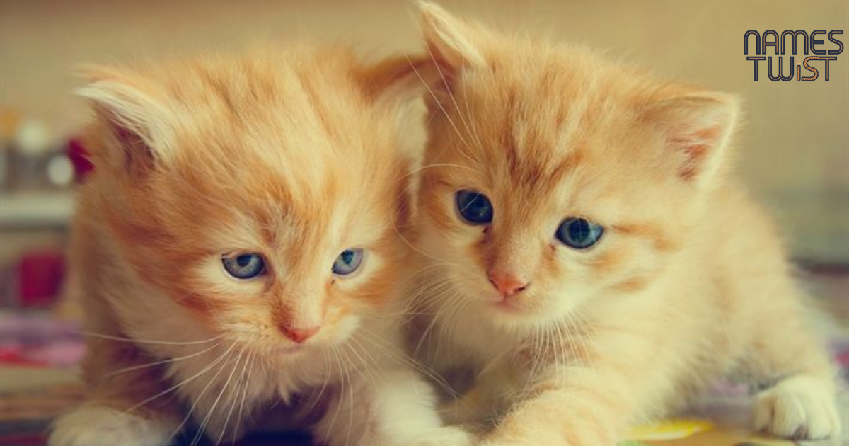 Twin Cat Names