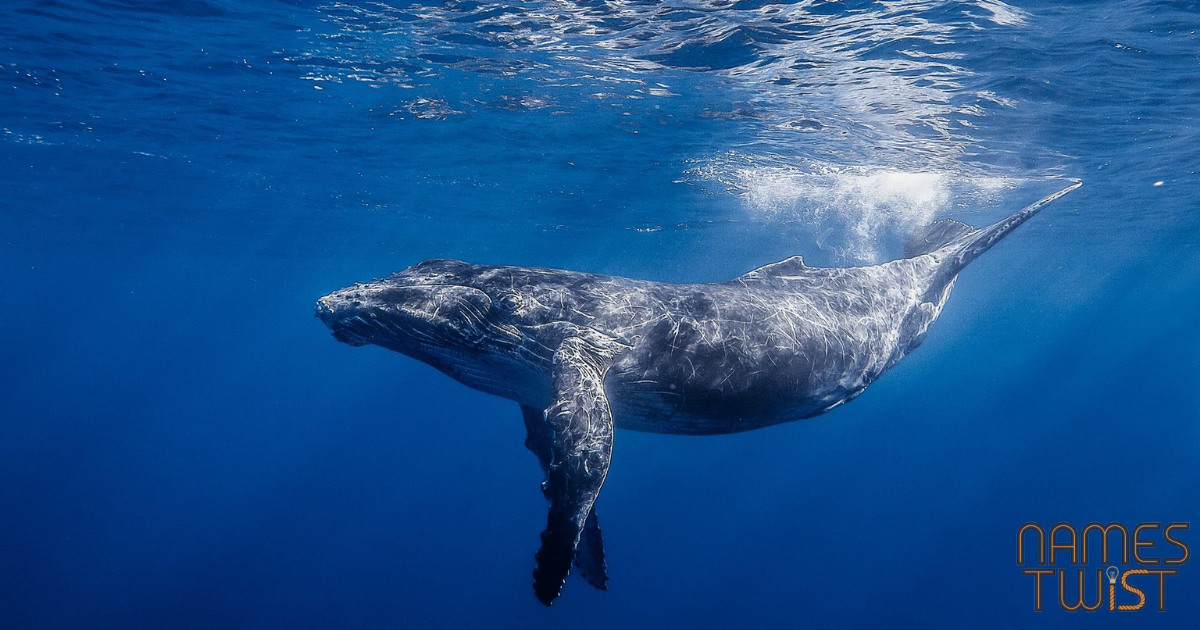 Whale Names